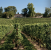 wine estate 40 Rooms for sale on BORDEAUX (33000)